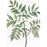 Fraxinus excelsior